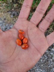 Erythrina flabelliformis