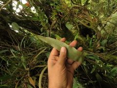 Elaphoglossum cuspidatum