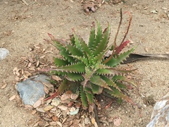 Aloe dorotheae