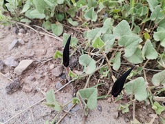 Aristolochia wrightii
