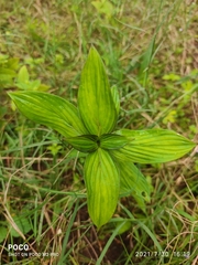 Spermacoce ocymoides