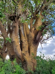 Erythrina flabelliformis