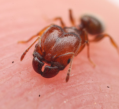 Pheidole pilifera