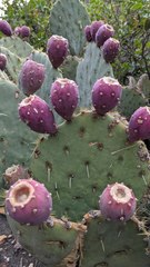 Opuntia chisosensis