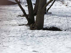 Marmota monax
