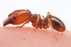 Pheidole pilifera