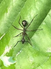 Dolichoderus attelaboides
