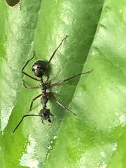 Dolichoderus attelaboides