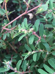 Euphorbia maculata