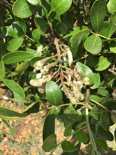 Scarlet Mountain Laurel Mirid photo 4