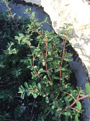 Euphorbia maculata