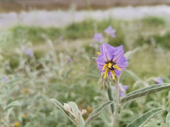 Penthobruchus germaini