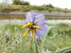 Penthobruchus germaini