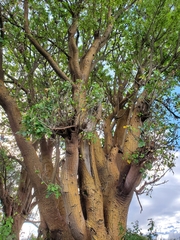 Erythrina flabelliformis