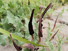 Aristolochia wrightii