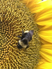 Bombus