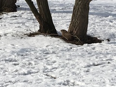 Marmota monax