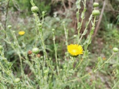 Grindelia oxylepis