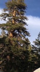 Pinus balfouriana