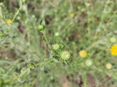 Grindelia oxylepis