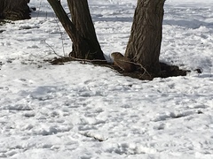 Marmota monax