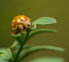 Neocalvia cayennensis