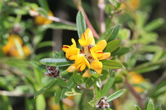 Pultenaea myrtoides
