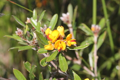 Pultenaea myrtoides