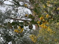 Acacia strongylophylla