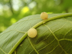 Caryomyia cilidolium