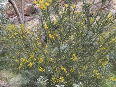 Acacia strongylophylla