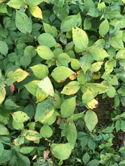 Persicaria virginiana