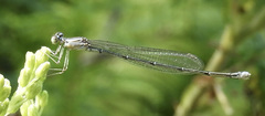 Enallagma exsulans