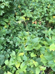 Persicaria virginiana