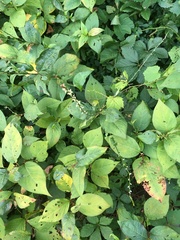Persicaria virginiana