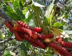 Anisota oslari