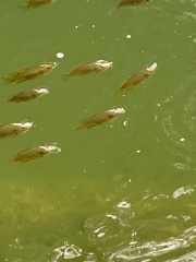 Poecilia reticulata