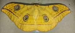 Antheraea paphia