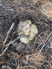 Butyriboletus abieticola