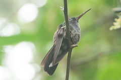 Chalybura urochrysia