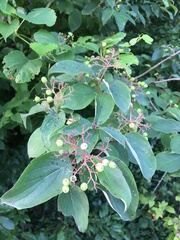 Cornus drummondii