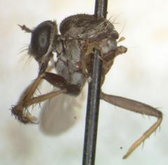Wilcoxius acutulus