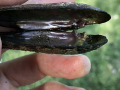 Eurynia dilatata