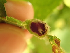 Phylloxera williamsi