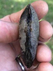 Eurynia dilatata