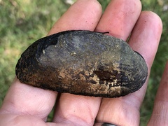 Eurynia dilatata