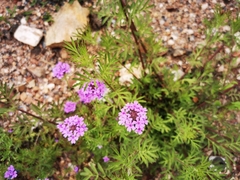 Glandularia chiricahensis