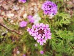Glandularia chiricahensis