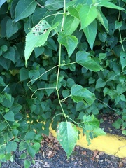 Ampelopsis cordata