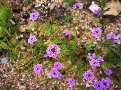 Glandularia chiricahensis